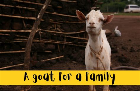 buy a goat charity gift